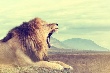 Executive S&OP Meeting